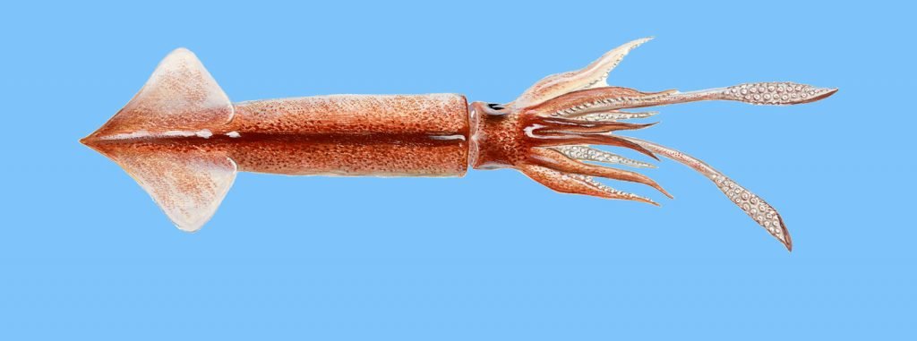 Aigeira - Activities - Fishing - Flying Squid