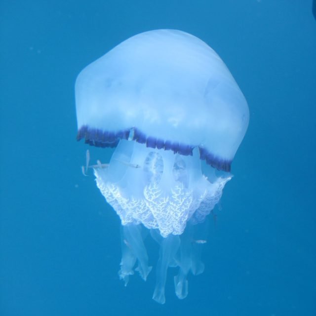 Aigeira - Korinthian Gulf - Rhizostoma Pulmo - Harmless Jellyfish.