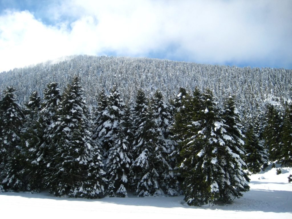 Aigeira - Snow covered spruce trees near Kalavrita Ski Center Photos