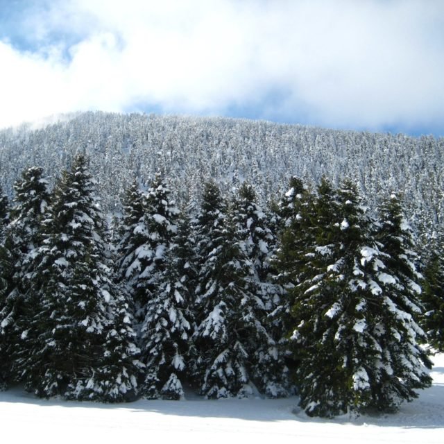 Aigeira - Snow covered spruce trees near Kalavrita Ski Center - Dec 2011