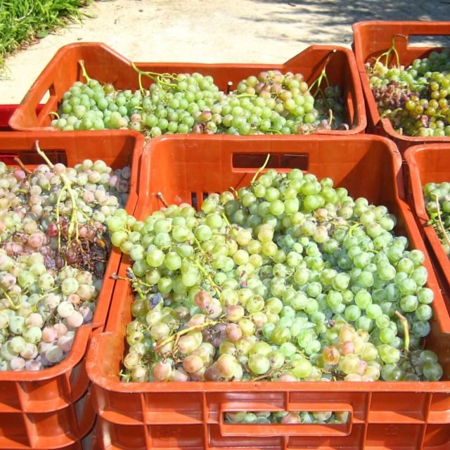 Aigeira - Roditis (Rhoditis) staple grape variety of the Peloponnese from the Greek wine region of Achaia.
