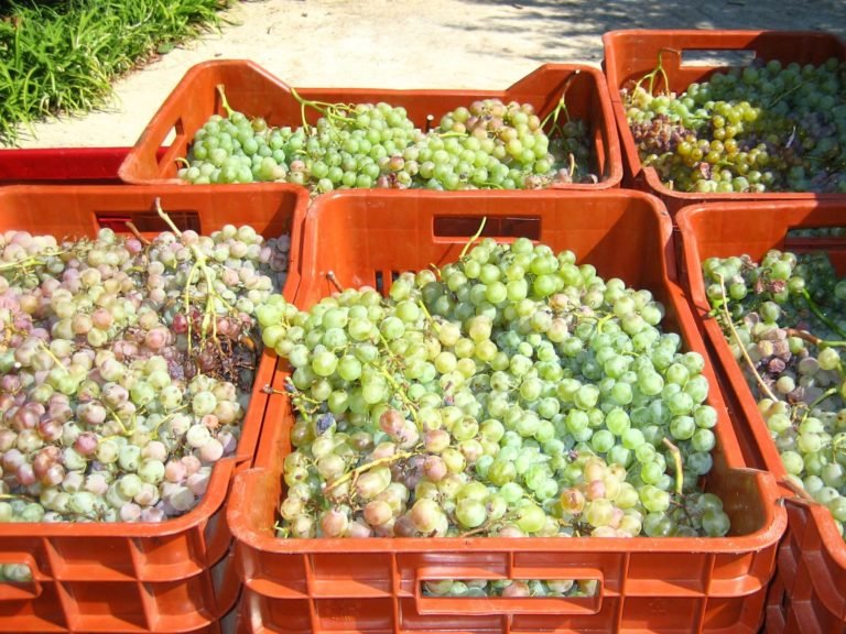 Aigeira - Roditis (Rhoditis) staple grape variety of the Peloponnese from the Greek wine region of Achaia.