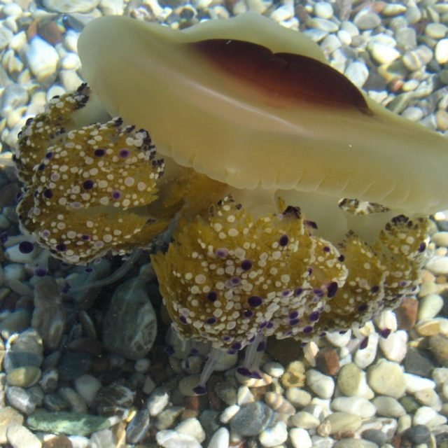 Aigeira - Cotylorhiza Tuberculata - The most common harmless jellyfish of the Corinthian gulf