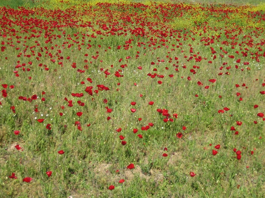 Aigeira - Poppy field