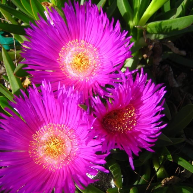Aigeira - Sea Flowers
