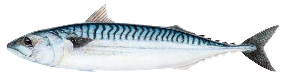 Aigeira - Activities - Fishing - Mackerel