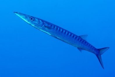 Aigeira - Activities - Fishing - Mediterranean barracuda