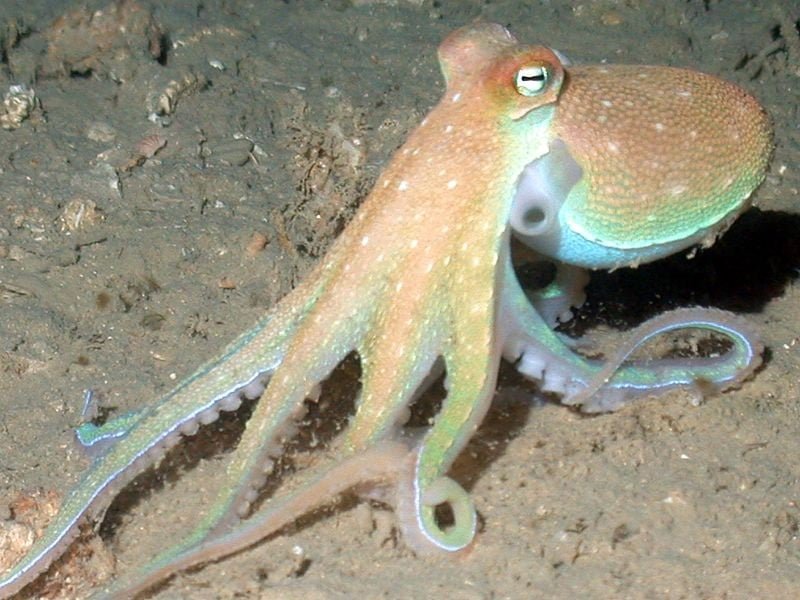 Aigeira - Activities - Fishing - Octopus