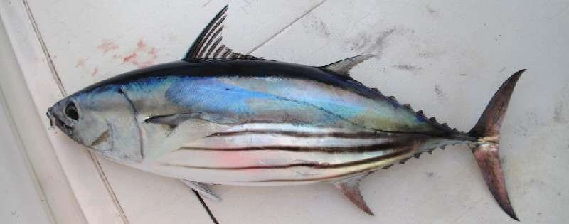 Aigeira - Activities - Fishing - Tuna-skipjack (Bonito)
