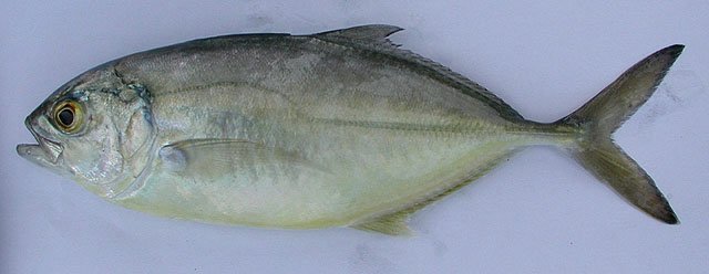Aigeira - Activities - Fishing - White trevally