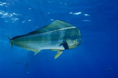 Aigeira - Activities - Fishing - Mahi-mahi-dorado-Dolphinfish