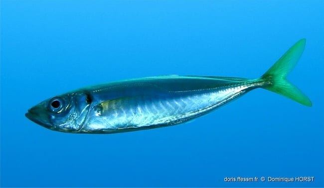 Aigeira - Activities - Fishing - Mediterranean horse mackerel