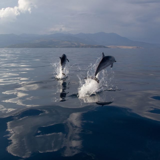 Jumping dolphins in Gulf of Corinth, OceanCare