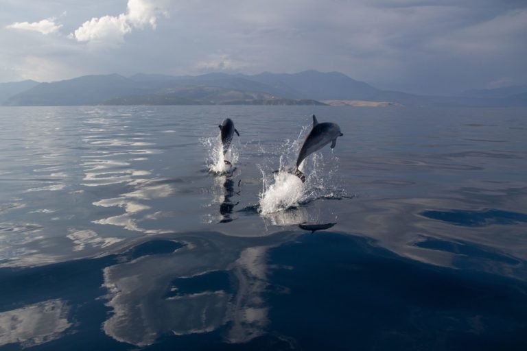 Dolphins In Gulf Of Corinth Photos